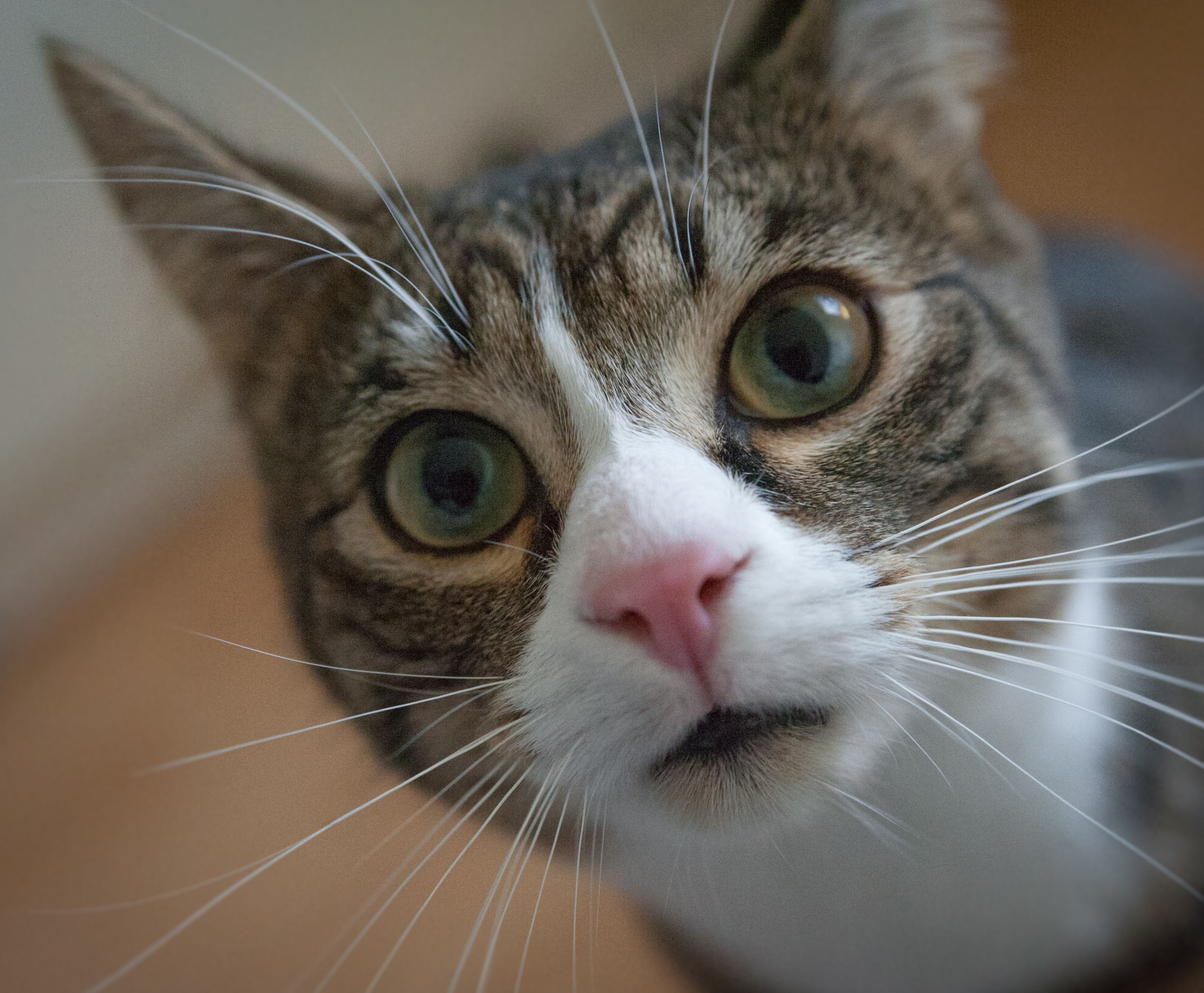 Cat colony feeding program