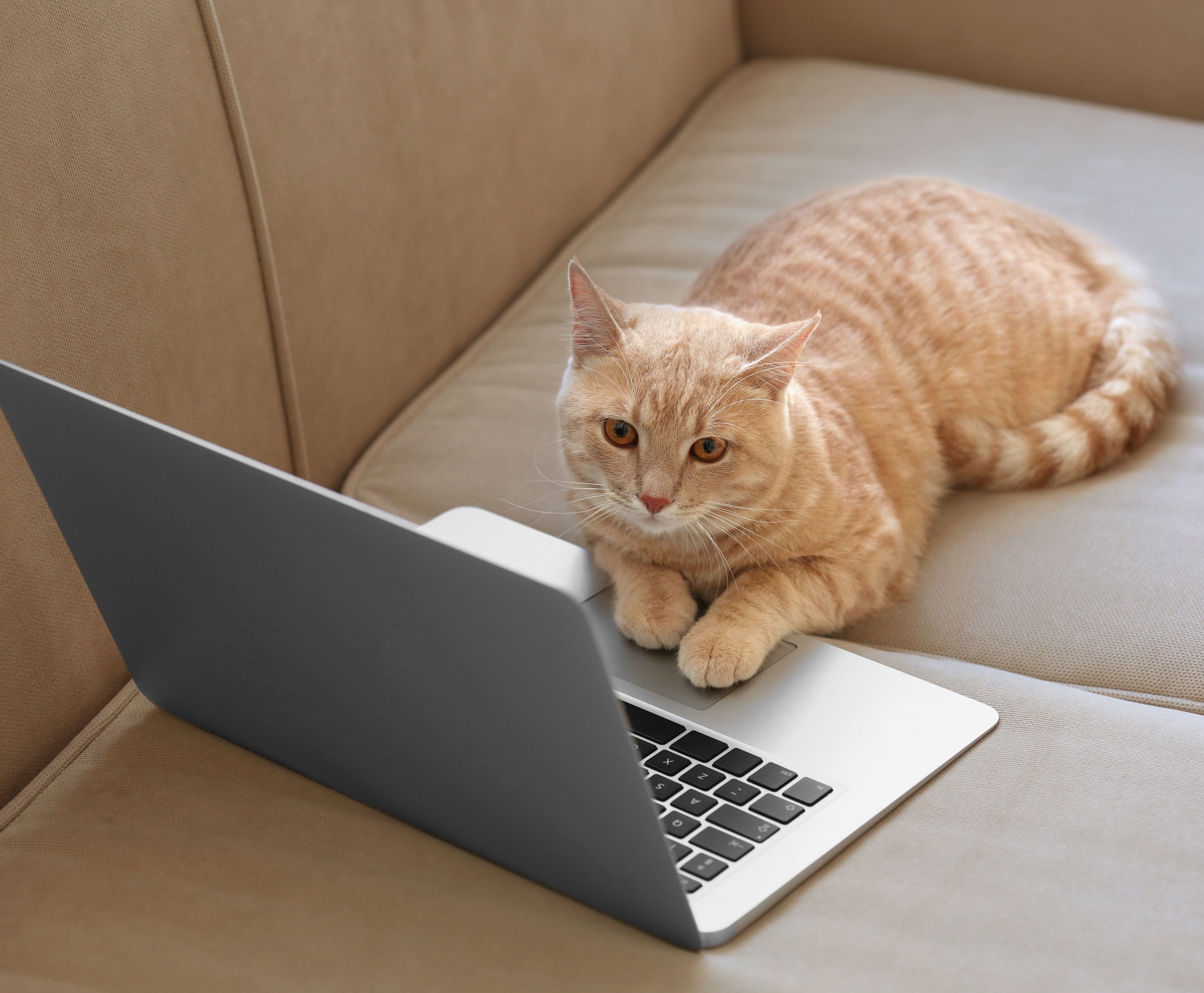 Rescued cat resting safely