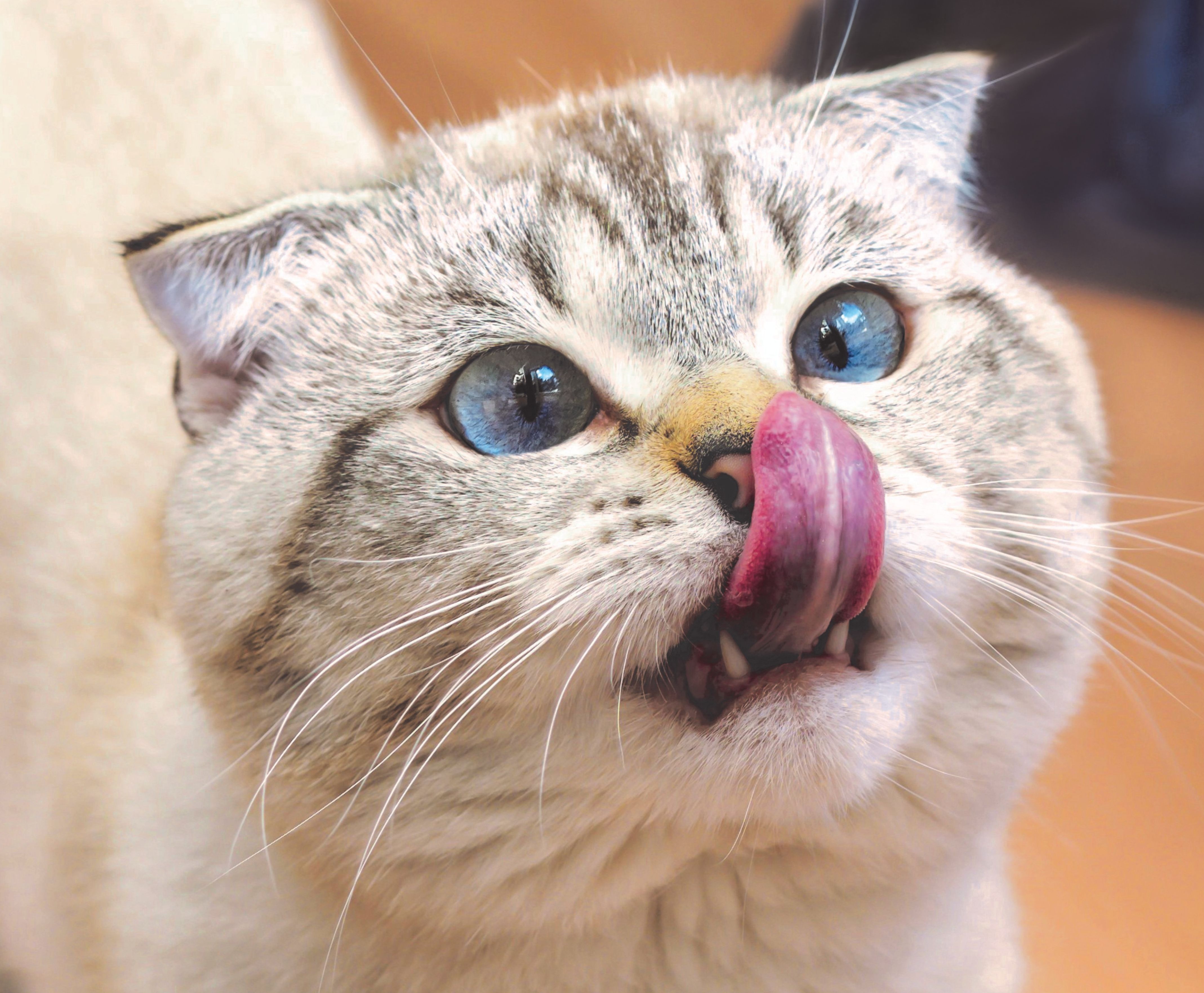 Cat being cared for by a volunteer