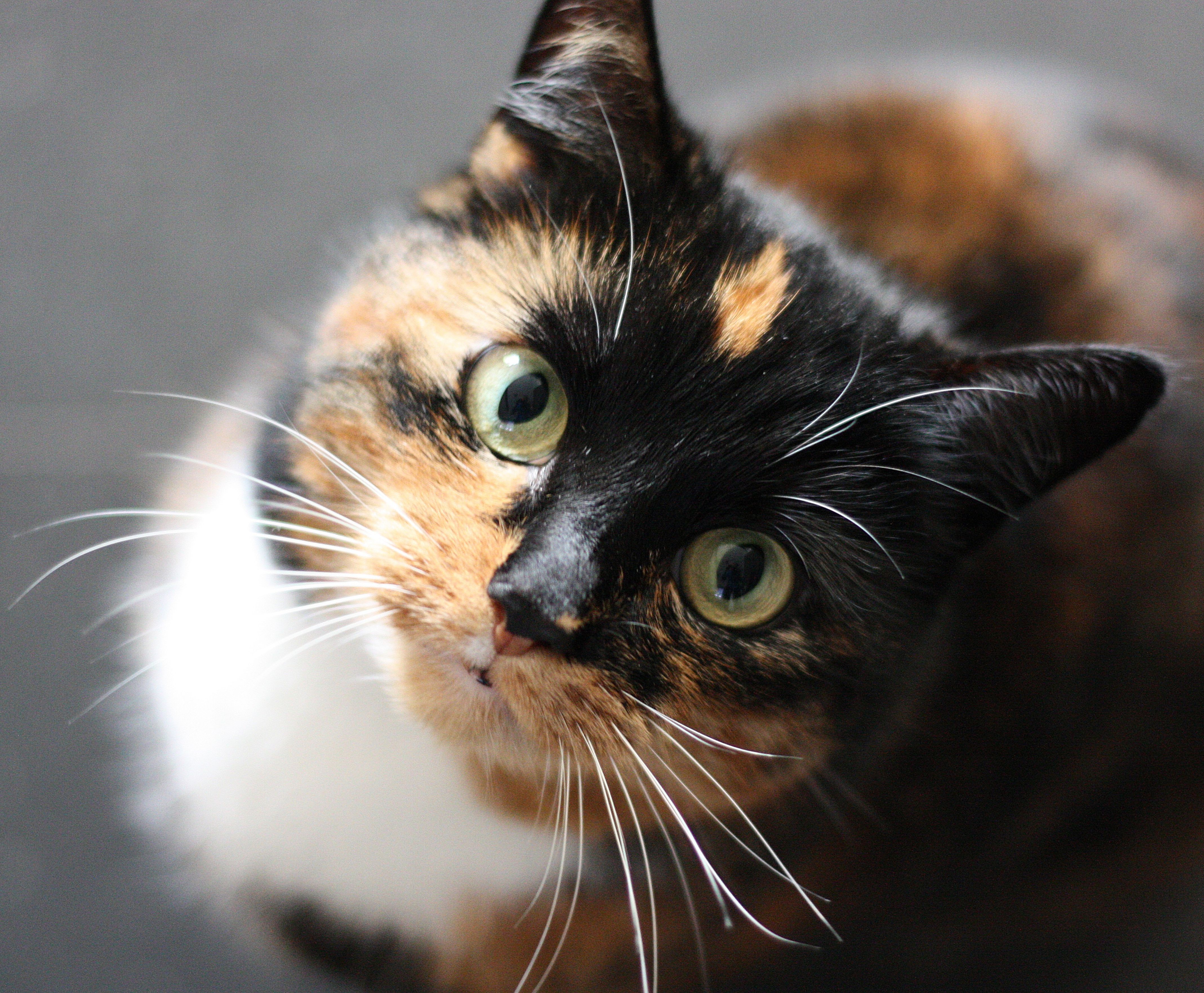 Kitten in a warm blanket