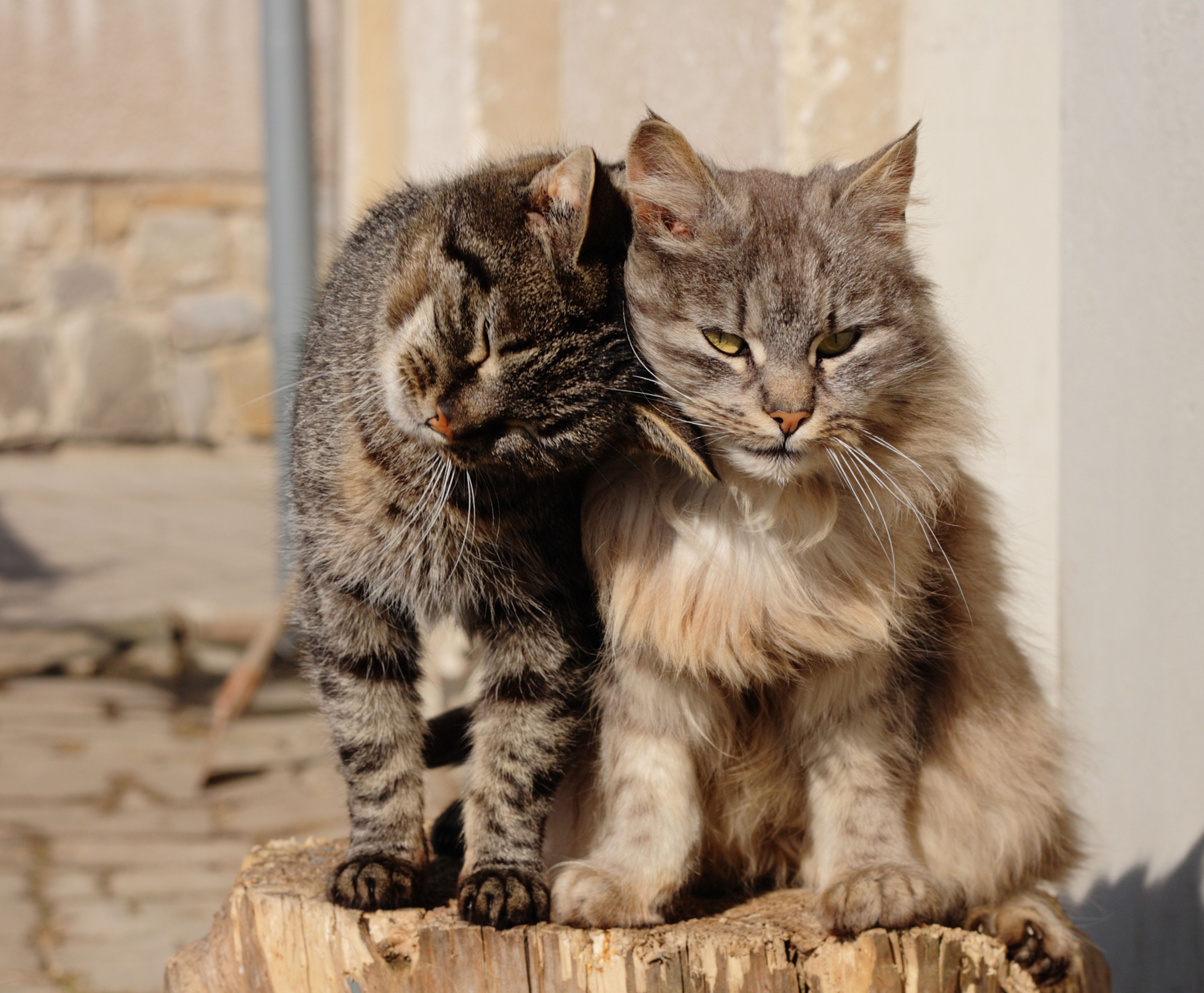 Cat eating from a bowl