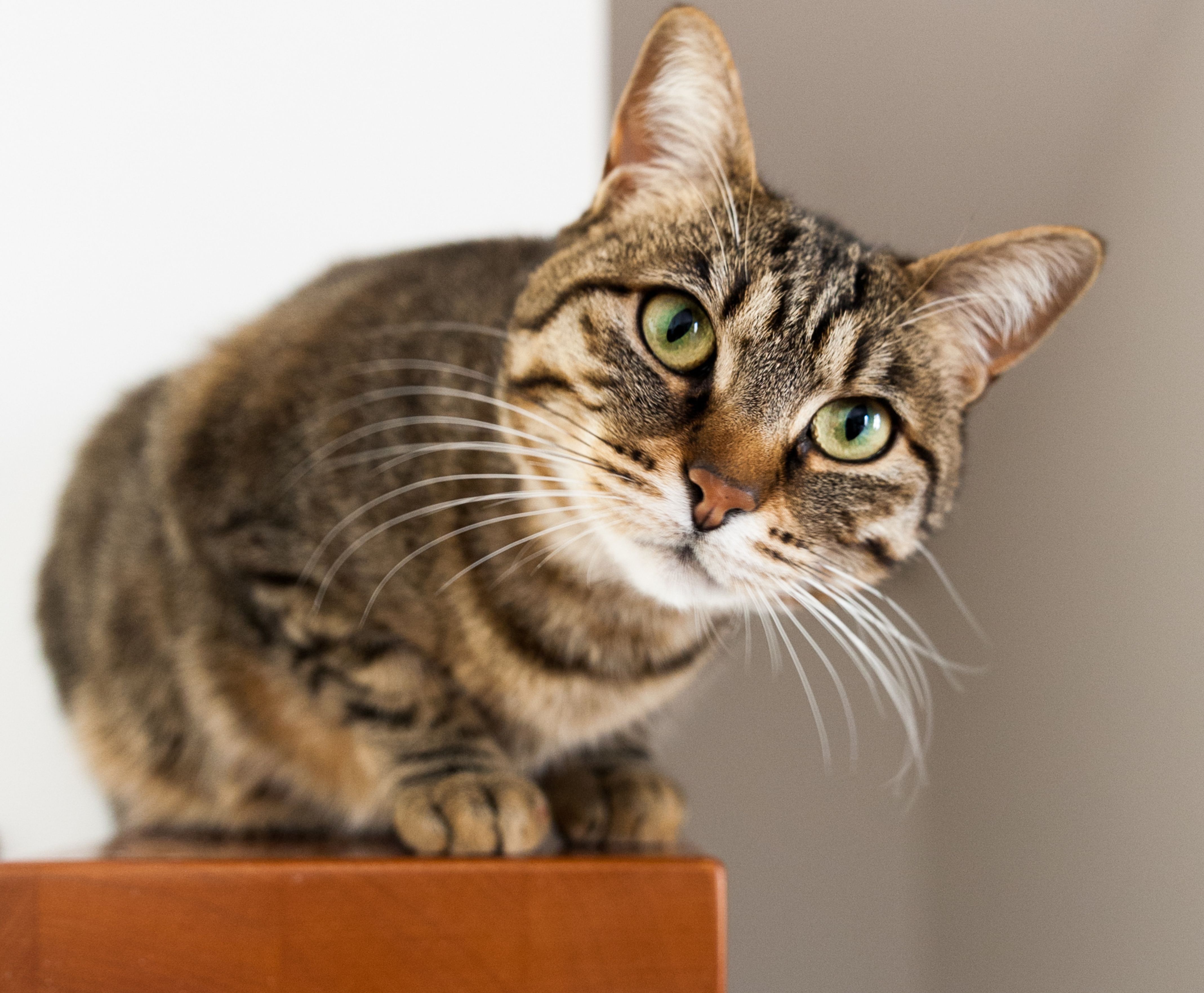 Cat ready for adoption