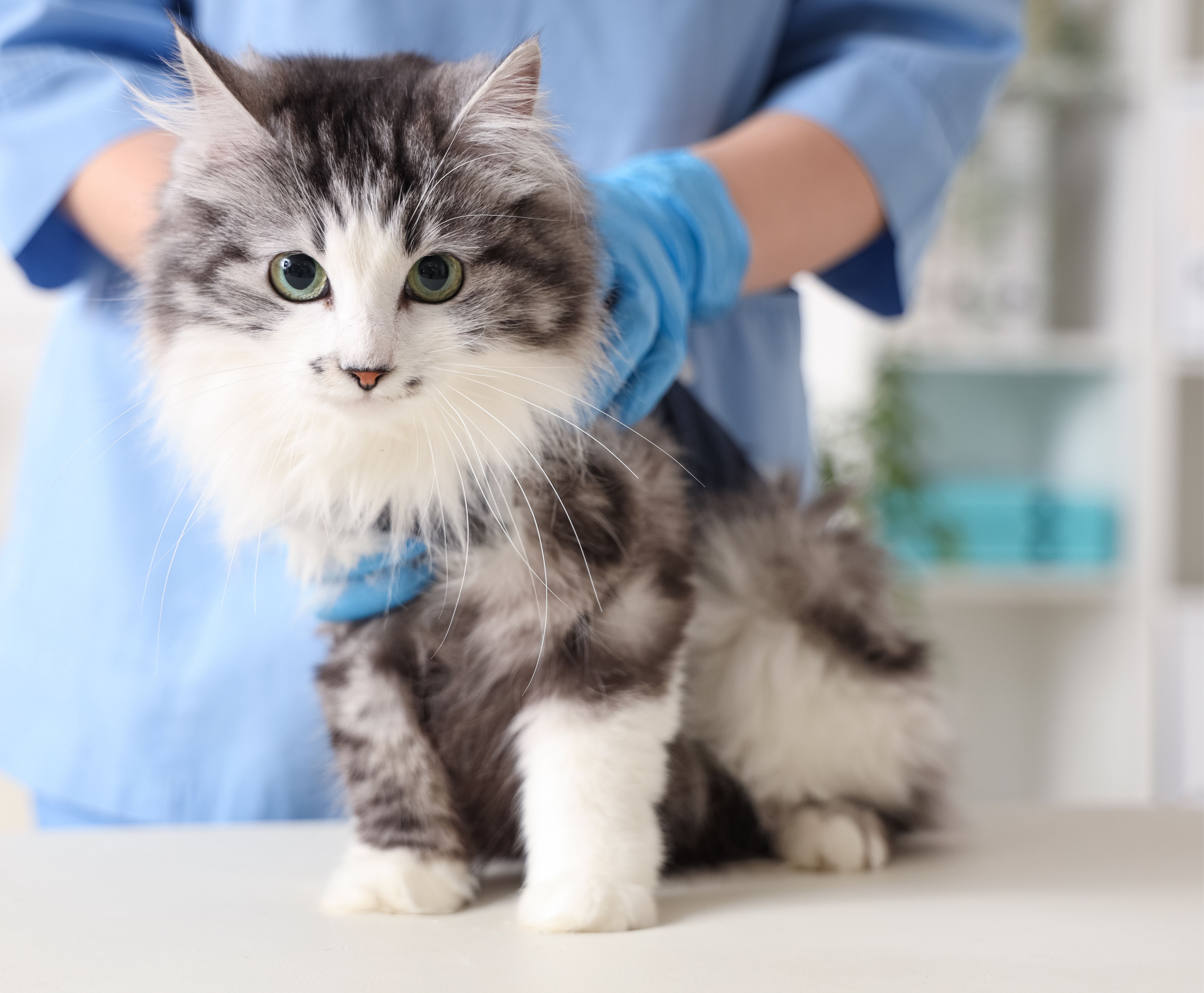 Luna the rescued cat