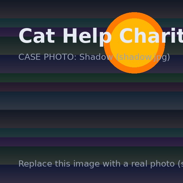 Shadow the rescued cat